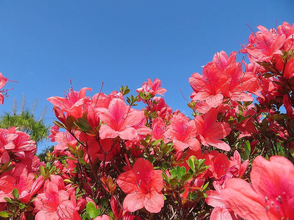 庭のオレンジ色のツツジの花が強い陽射しを受けて満開に咲いています。 The orange azalea flowers in my garden are in full bloom in th