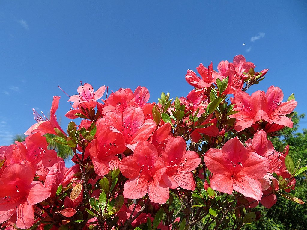 快晴の空にオレンジ色のツツジの花が綺麗に映えています。 The orange azalea flowers in my garden shine beautifully in the clea