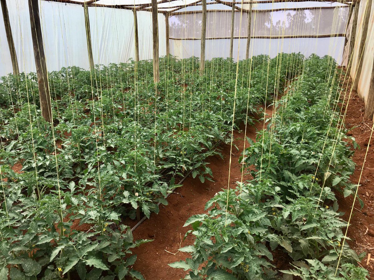 alphamundi's tweet photo. @alphamundi Foundation visited portfolio company, SunCulture, and its clients in Eldoret, Kenya, alongside  @giz_gmbh. @SunCultureKenya is receiving #technicalassistance from AMF to strengthen middle management’s #leadership capacity. https://t.co/L1Xps9X6Nd