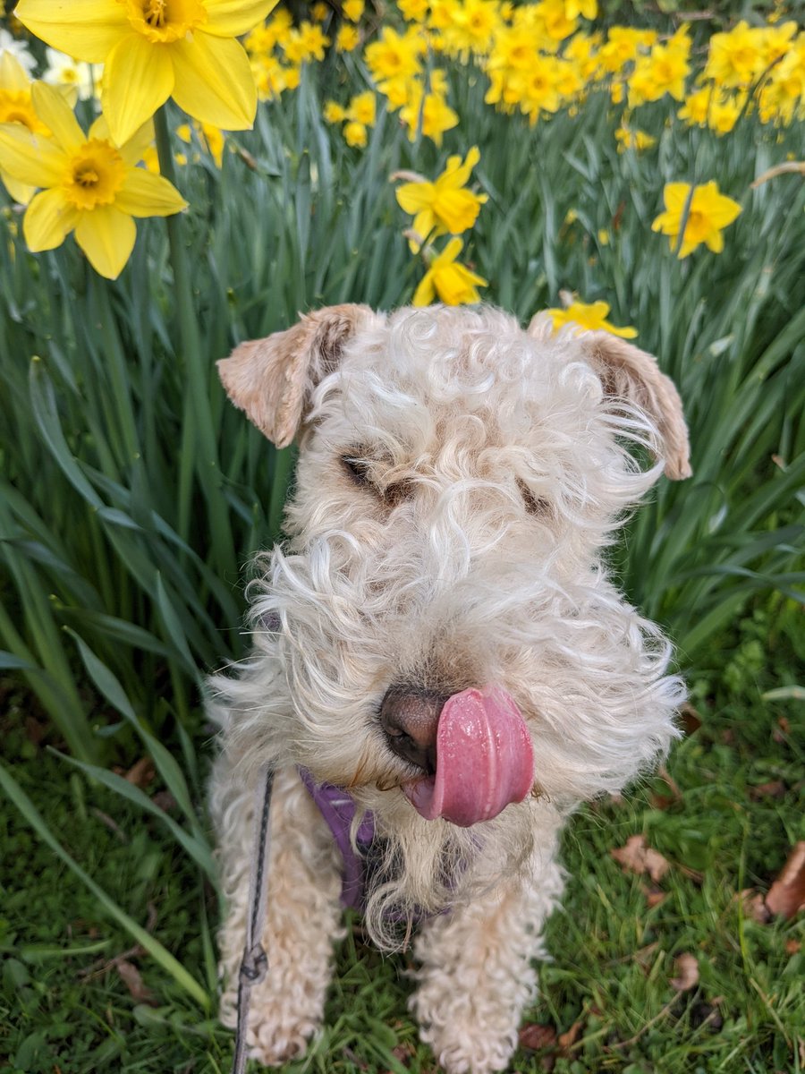TippitheLakie's tweet photo. Spring is sprung, y'all. https://t.co/5rc29PKVJQ