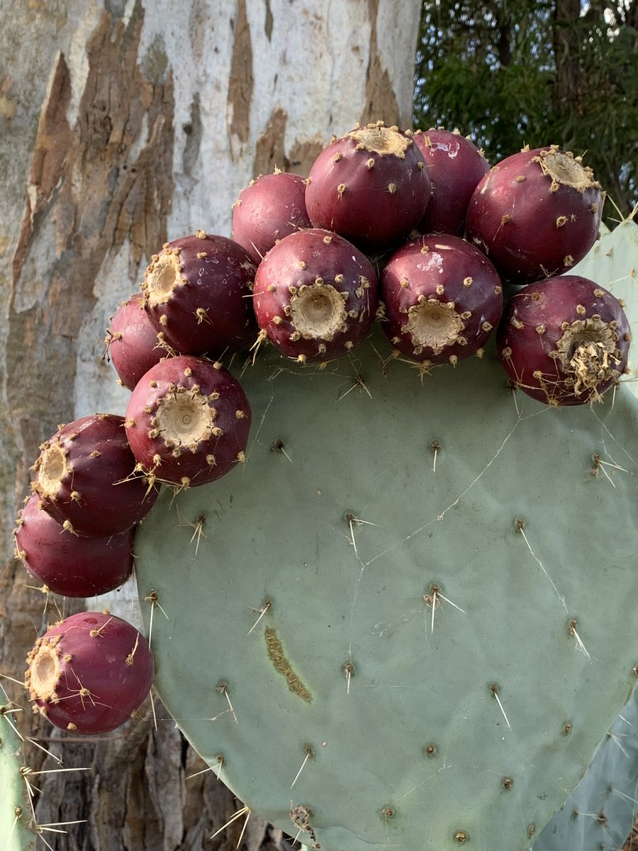 weedyk8's tweet photo. Invasive Wheel Cactus (Opuntia robusta) can have up to 750 seeds per fruit, 20+ fruit per pad https://t.co/eFfIm74WyX