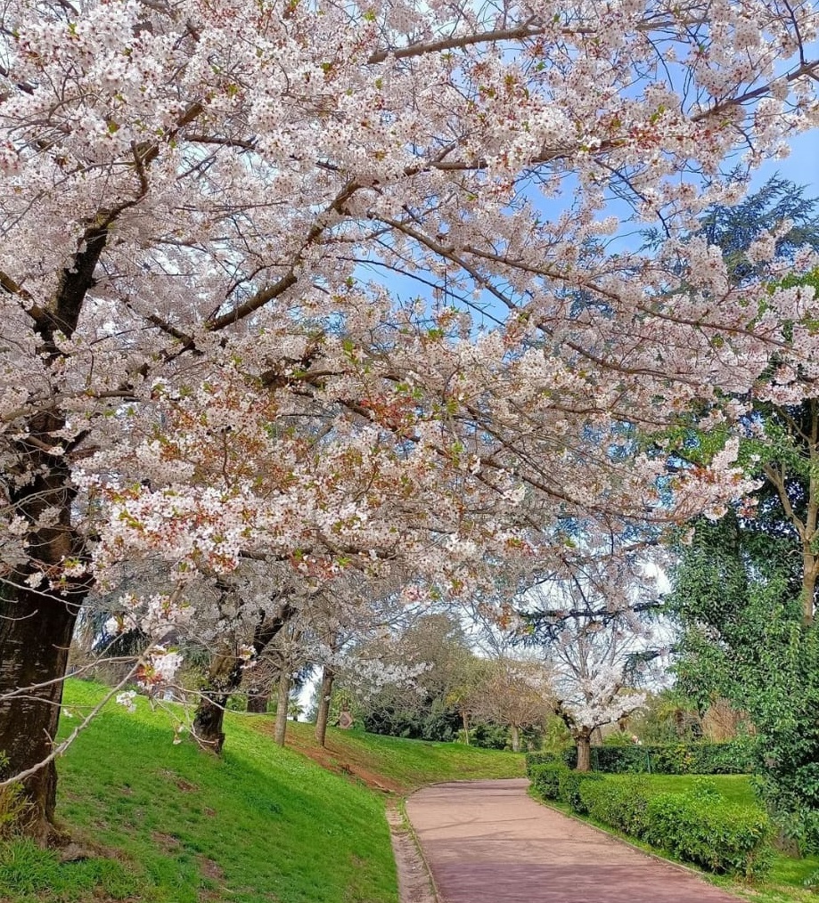 Che ne dite di una passeggiata mattutina al laghetto dell'Eur per ammirare la bellezza dell'hanami? Gli splendidi ciliegi giapponesi sono in fiore! Uno spettacolo unico da non perdere 

📸 sbenaduce 

#Hanami #Eur #FaiUnSaltoNelLazio #LazioEternaScoperta #LazioIsMe