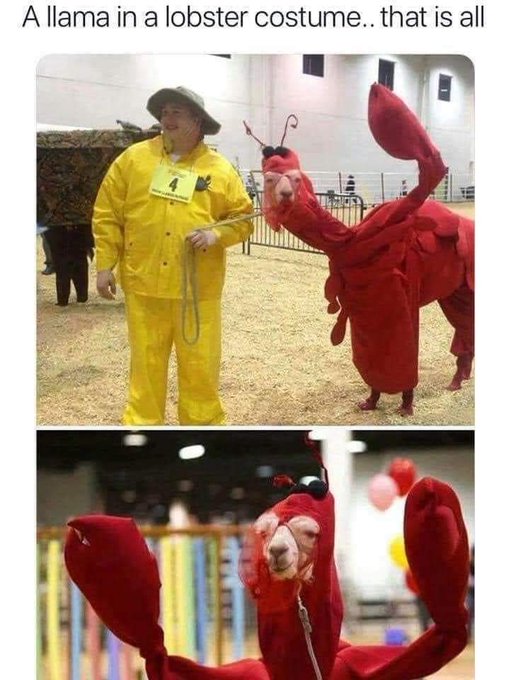 e n j o y 🦞 https://t.co/ZcySER07d1