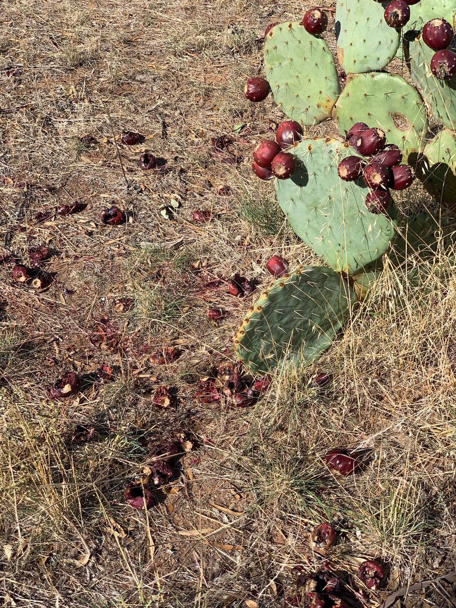 weedyk8's tweet photo. Invasive Wheel Cactus (Opuntia robusta) seeds can survive up to 25 years and ravens etc can carry them 25 km or more https://t.co/2S8Lk4x6q8