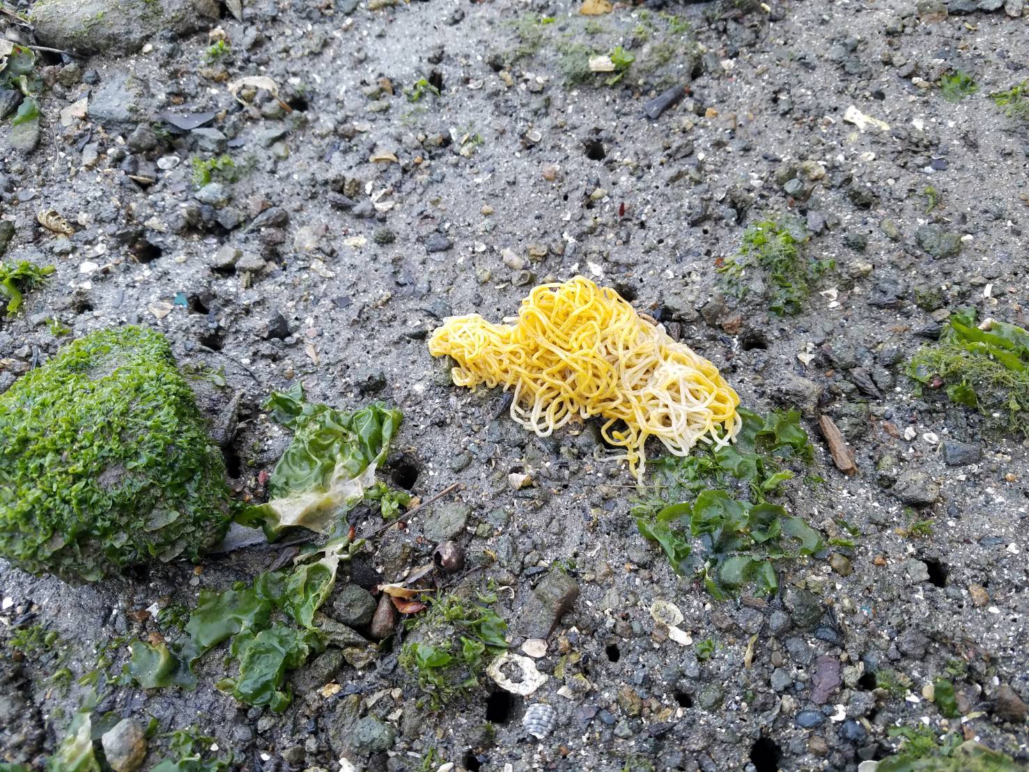 下田海中水族館 海にラーメンが落ちてる 笑 これ じつはアメフラシの卵です 春になったんだなーっておもいました 下田海中水族館 下田水族館 下田海中水族館犬 ラーメン 卵 アメフラシ 春 下田 南伊豆 伊豆 T Co Xprkjaerzf Twitter