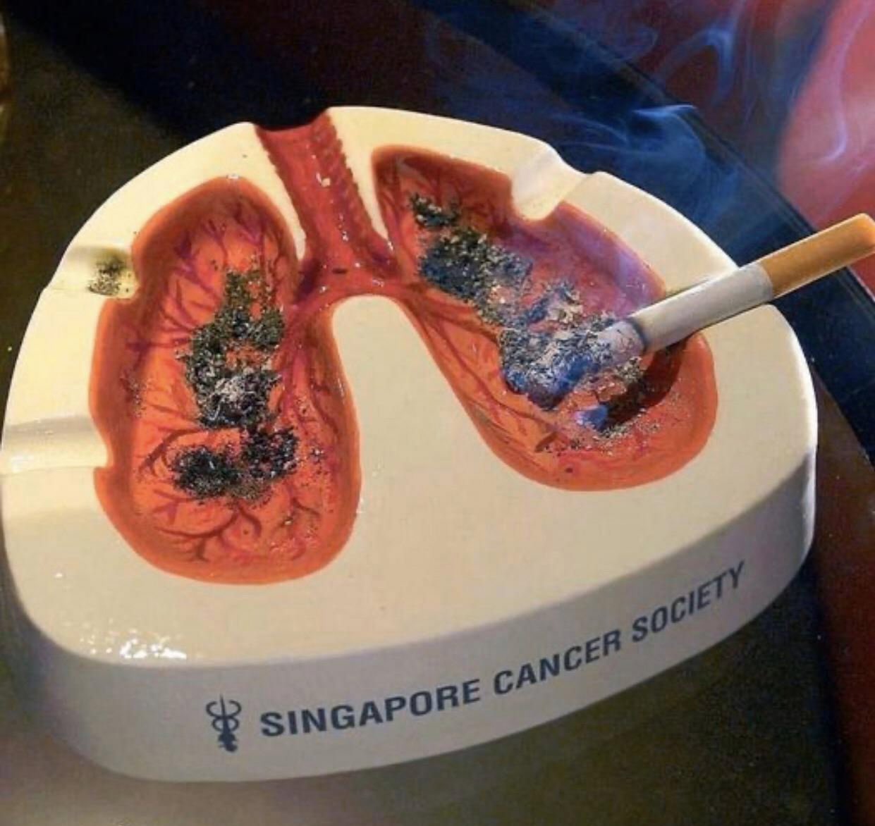 肺皿（肺皿 気まずく）