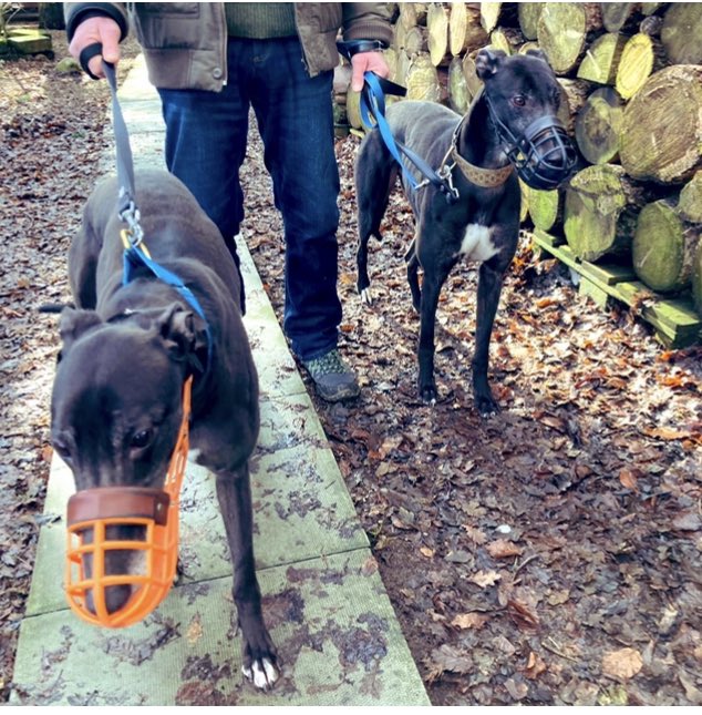 Greyhound Rescue Fife tweet media