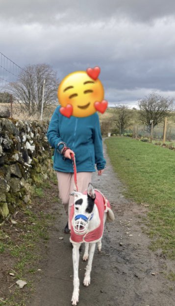 Greyhound Rescue Fife tweet media