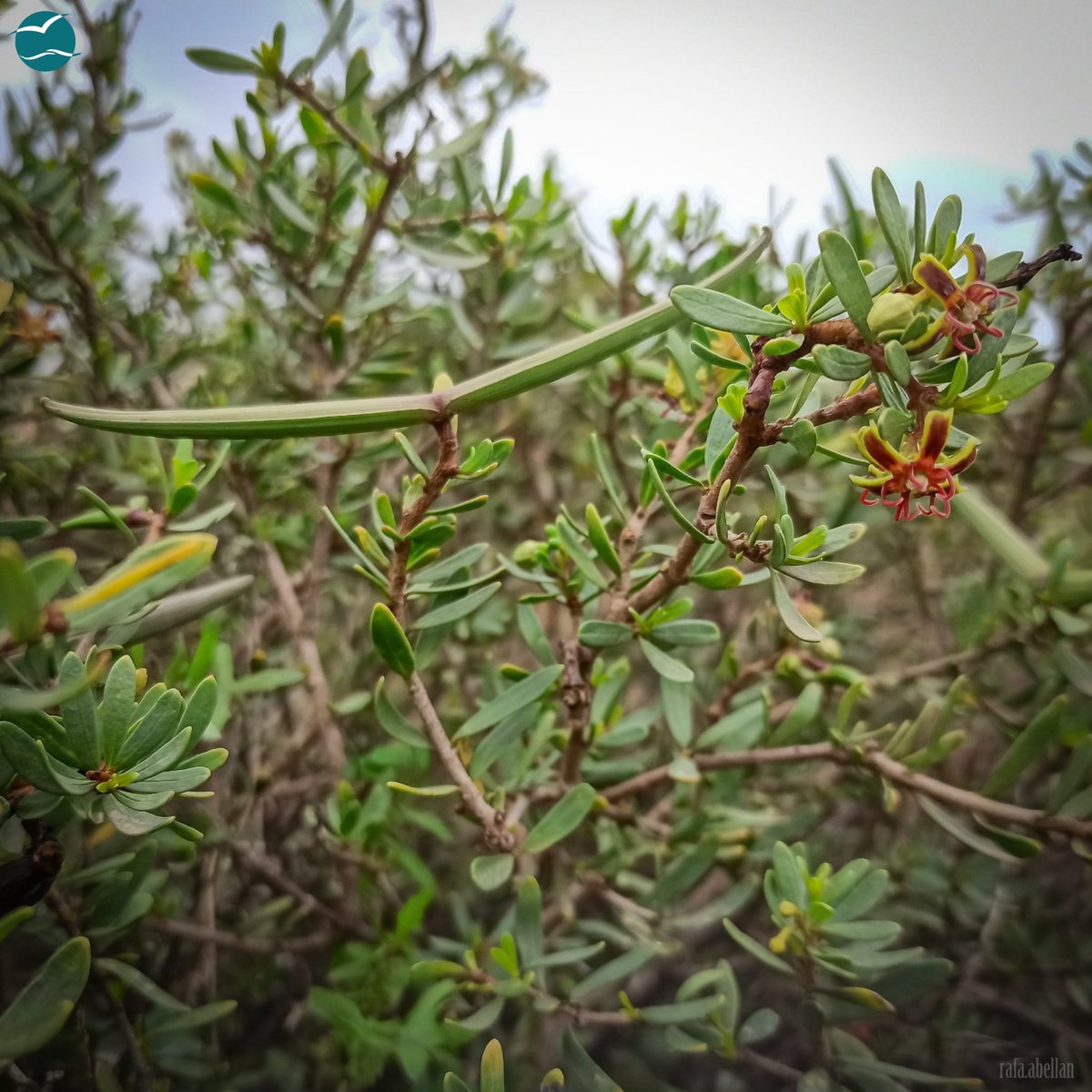 CalblanquePR's tweet photo. Qué bonita está la #cornicabra (𝘗𝘦𝘳𝘪𝘱𝘭𝘰𝘤𝘢 𝘢𝘯𝘨𝘶𝘴𝘵𝘪𝘧𝘰𝘭𝘪𝘢) en #CalblanquePR 😍🌸 Ahora mismo puedes ver la flor y el fruto juntos, en una misma planta 😃
 #Cornical #Flora #FloraSilvestreProtegida https://t.co/gFokePVoVV