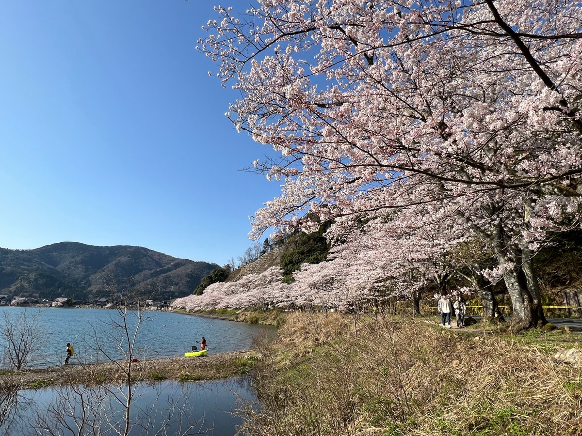 今月のケントくんも見た景色!桜シーズン真っ盛りです 