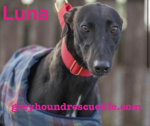 Greyhound Rescue Fife tweet media