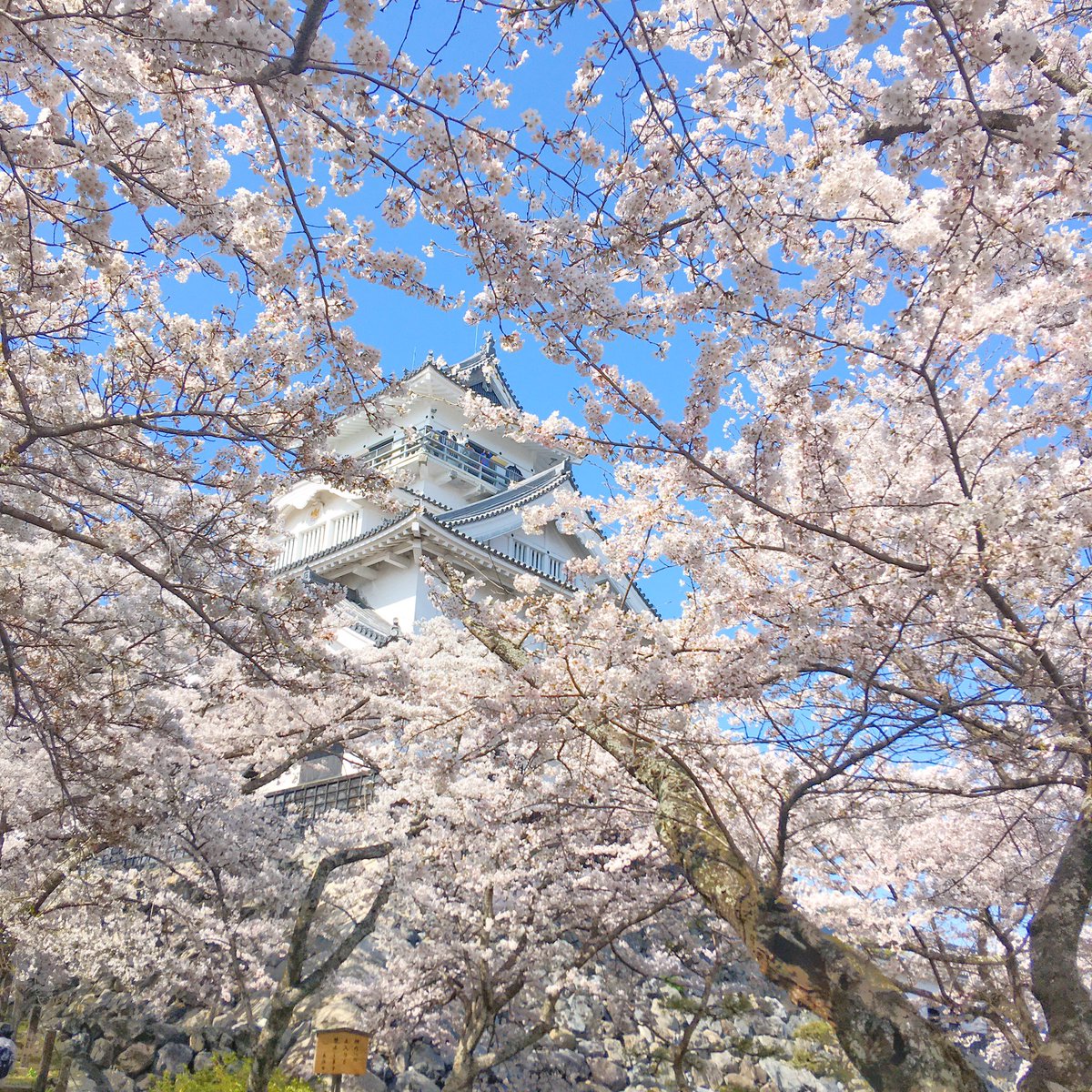 hamakogetsu_'s tweet photo. #豊公園　
#長浜城
#桜

#長浜　#浜湖月　#温泉　#旅館　#滋賀 https://t.co/dOvxVccG4s