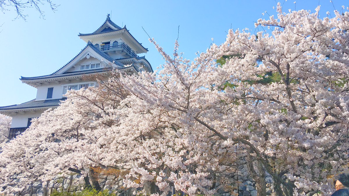 hamakogetsu_'s tweet photo. #豊公園　
#長浜城
#桜

#長浜　#浜湖月　#温泉　#旅館　#滋賀 https://t.co/WwBjTuU46T