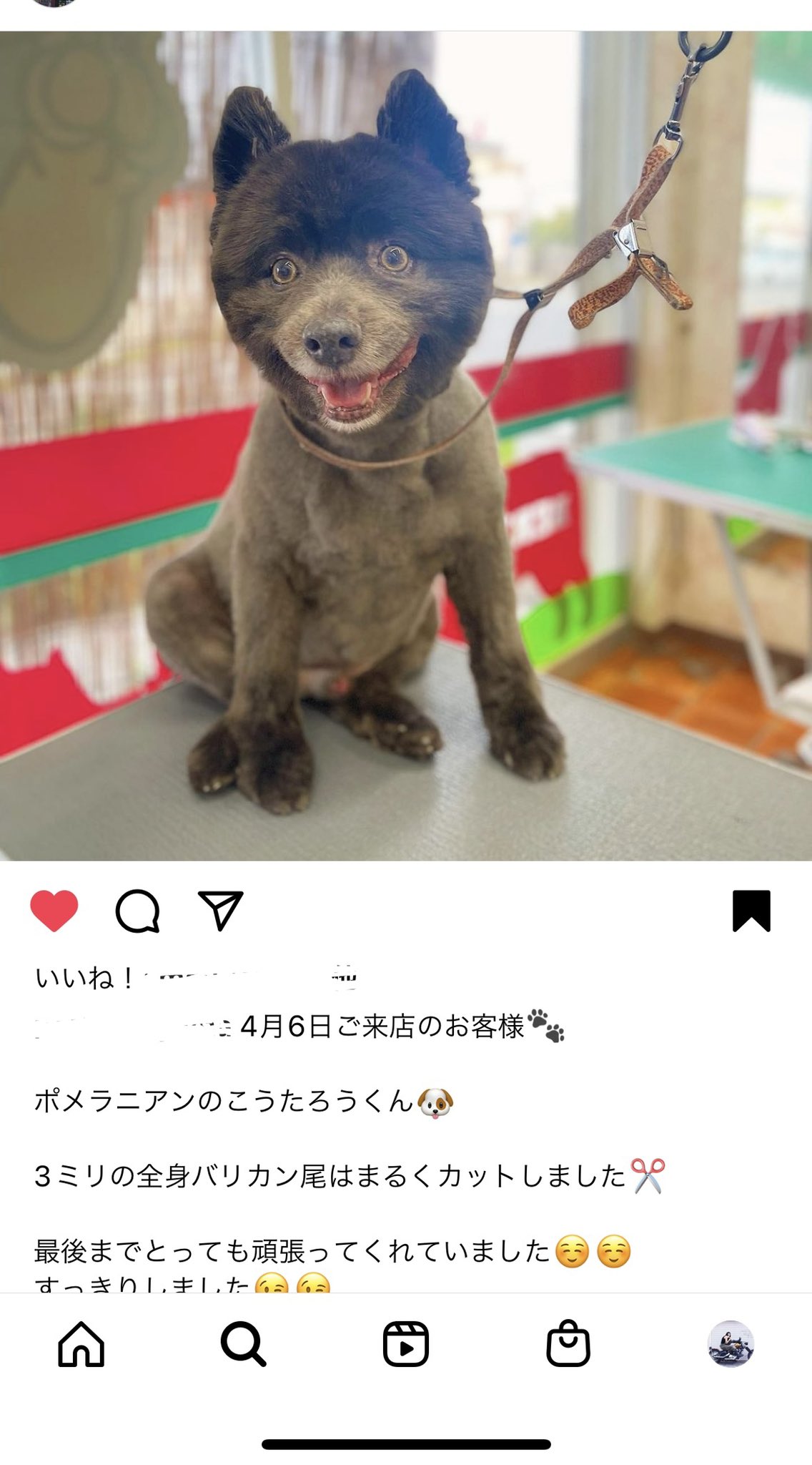 幸太郎 Go Go ポメラニアン Gogo Koutarou Twitter