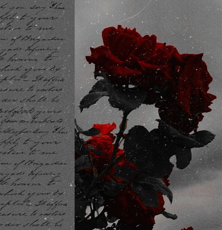 bells_mortall's tweet photo. #sunghoon
#mcsunghoon
king of roses ๐น https://t.co/oChcCEwgab