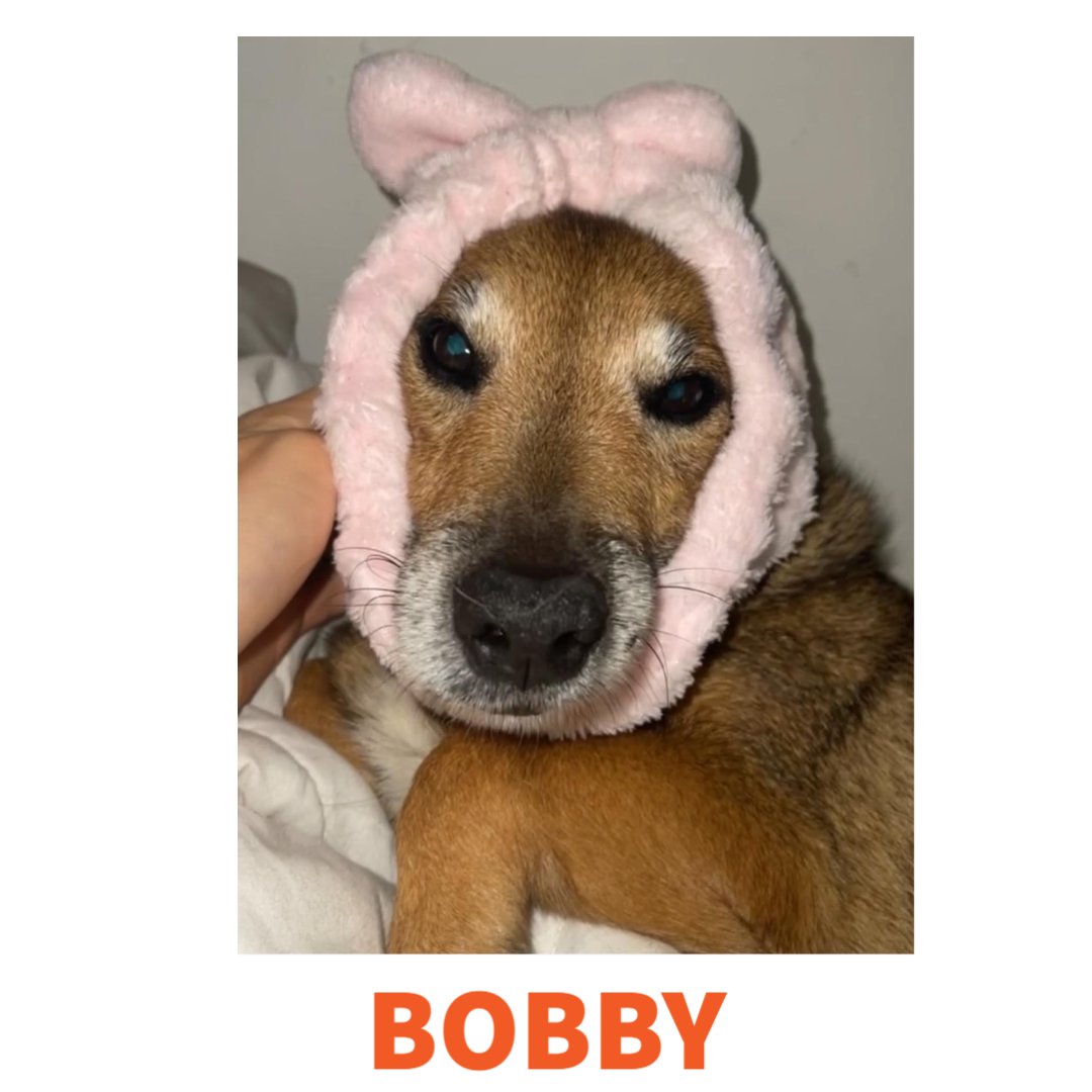 Who doesn't want to start their Friday looking at the CUTEST pets?! (okay we might be biased)

Everyone meet the dogs of Twenty4Seven 🐶

#friyay #dogsoftwitter #dogs #tgif #FridayMotivation