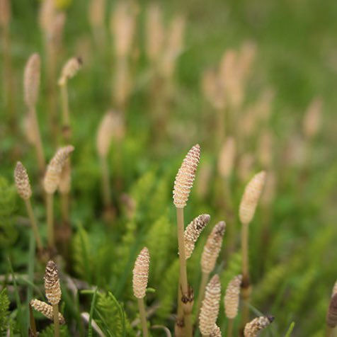 四葉商店 すぎなはどんな植物か つくし スギナの共通の地下茎も繁殖力が強くて がんがんに地下をはり 増えたり分離したり 耕せば深く潜ったり 胞子と根っこで増えてく植物 古生代からスギナの仲間はたくさんいたけど 多くが絶滅したけど