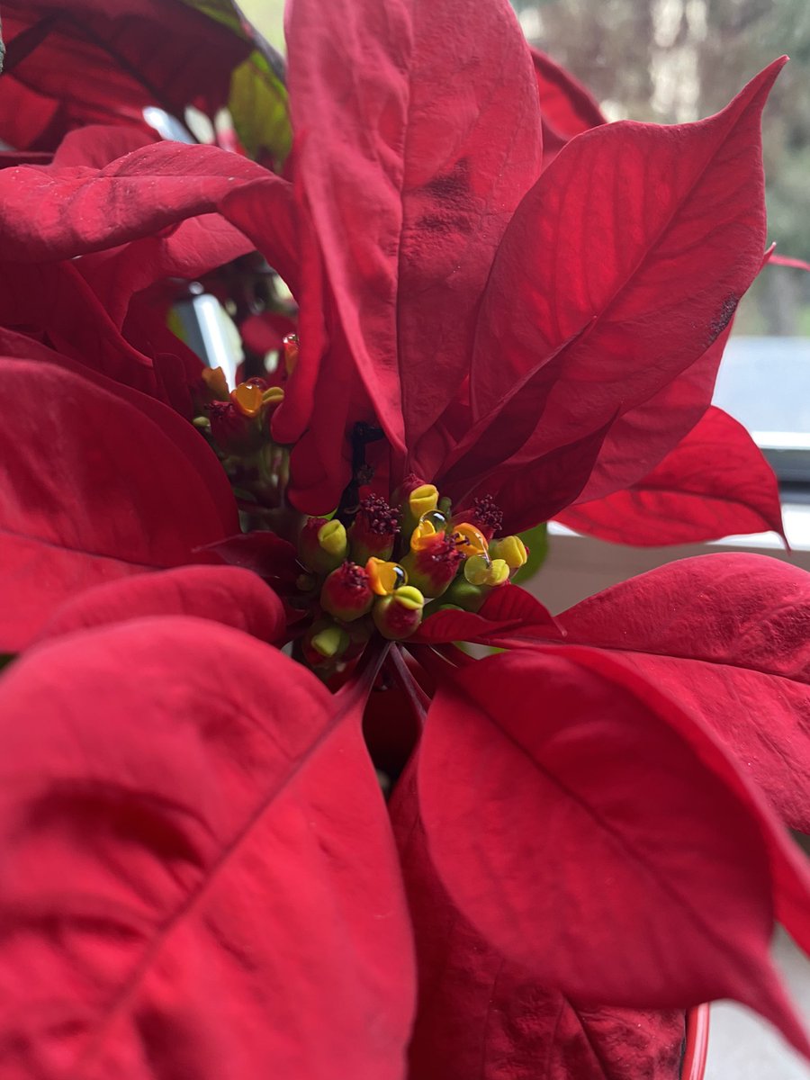 Basileiatouthe's tweet photo. …und was macht Euer Weihnachtsstern so?
#easteriscoming https://t.co/EhVvDGZGMX