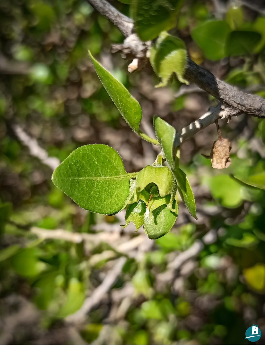 CalnegreyCopePR's tweet photo. ¿Conocías al #oroval (Withania frutescens)?😃
Es uno de los arbustos más significativos y relevantes del matorral semiárido. ☀️Cuando hace mucho calor, tiene la capacidad de provocar la caída de sus hojas, incluso desprenderse por completo de ellas 😮 #Adaptación
#CalnegreyCopePR https://t.co/juPfZWXt2z