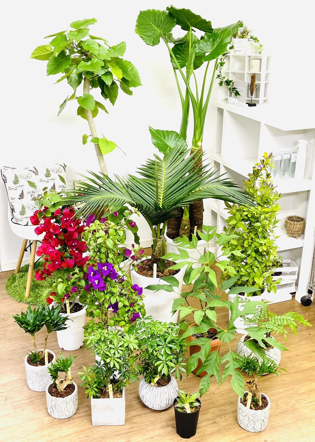 観葉植物のお店 E Ran Eran002 Twitter