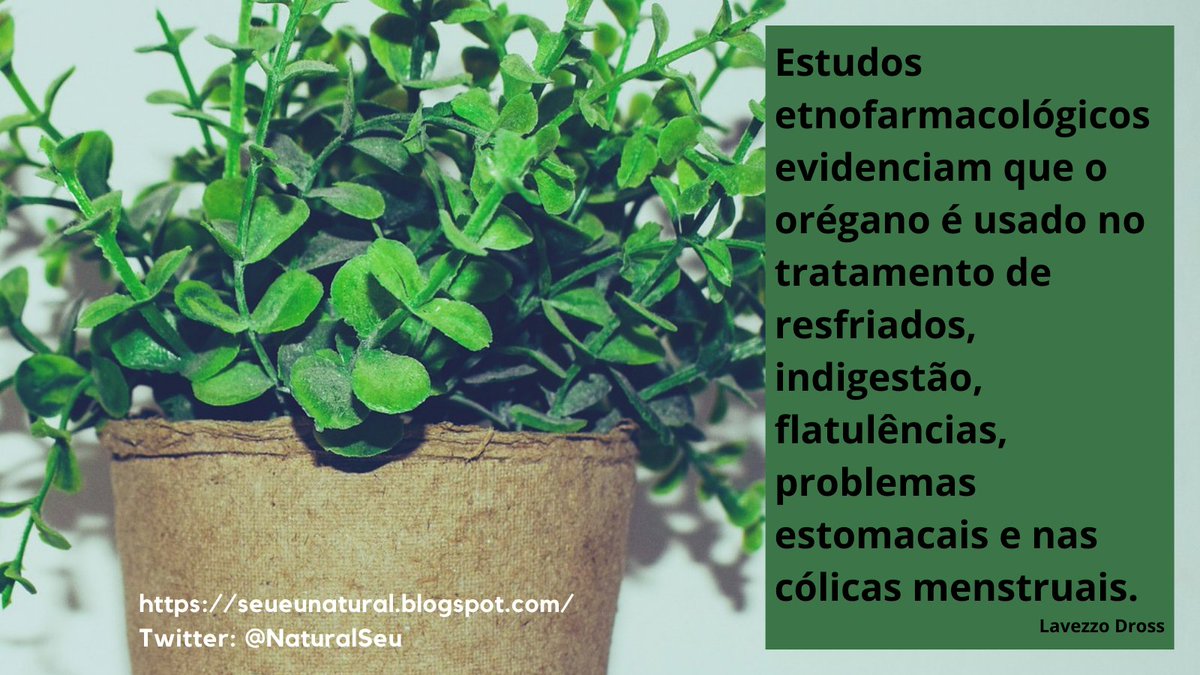 #natural #saudável #saúde #metabolismo #nutrientes #boasbacterias #sernatural #naturalidade #contatocomanatureza #digestivo #remedionatural #memoriaenergetica #fluxoenergetico #alimentos #padrao #digestão #orégano #resfriado #flatulência #indigestão #lavezzodross