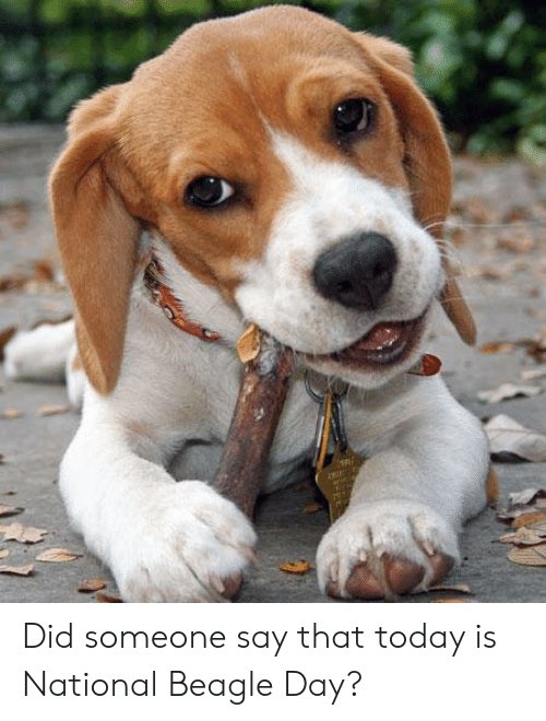 Happy National Beagle Day! Give your pups an extra squeeze and a treat! You know they deserve it.