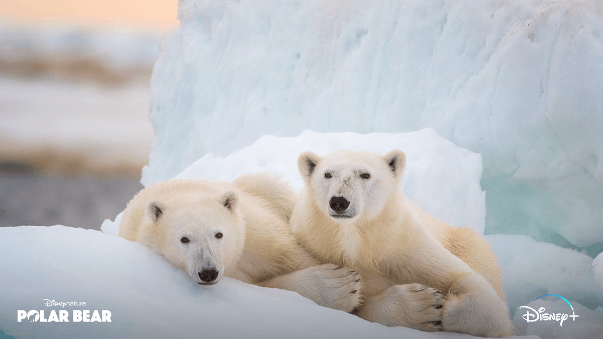 This #EarthMonth, we’re challenging you to picture what’s possible to change our future! Let us know what gives you hope using #DisneyPlanetPossible. Here's what's inspiring us as <a href="/Disneynature/">Disneynature</a>’s Polar Bear hits <a href="/DisneyPlus/">Disney+</a> today. Learn more at tinyurl.com/disney-parks.