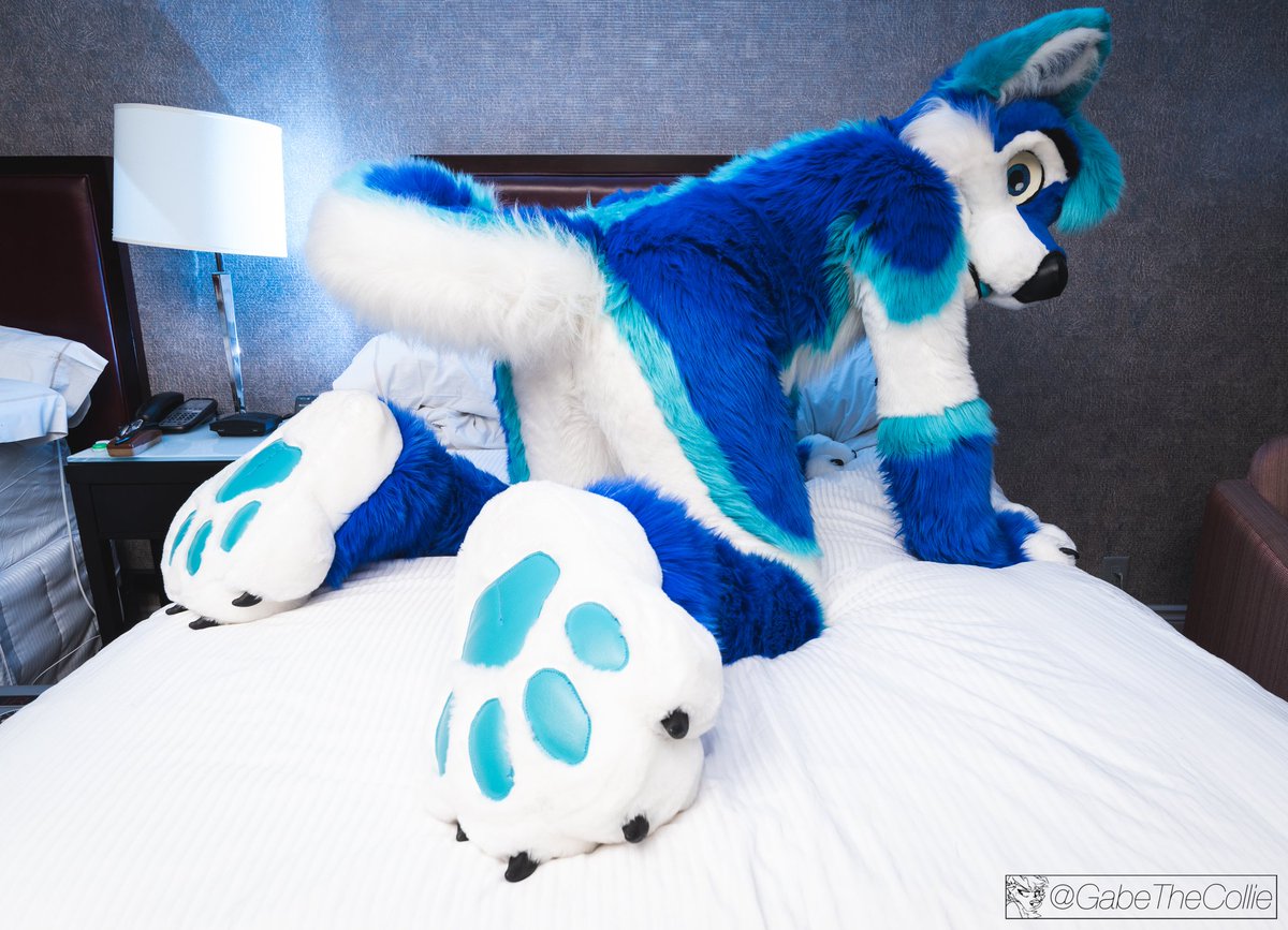 DatBlueHusky's tweet photo. Husky butt 🍑 💙 #fursuitfriday

✂ @MadeFurYou
📸 @gabethecollie https://t.co/pgh1nZ6xdL