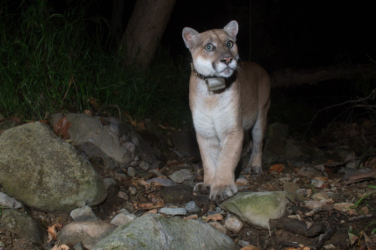 latimes's tweet photo. “He’s got this air of mystery to him. You never know when he’s going to show up,” said Michael McMahan, 58, who has the puma’s face tattooed on his left shoulder and is one of the mountain lion's most prolific chroniclers.

Read more about P-22:  
https://t.co/93TLqLqqPM https://t.co/mHuo50mAHh