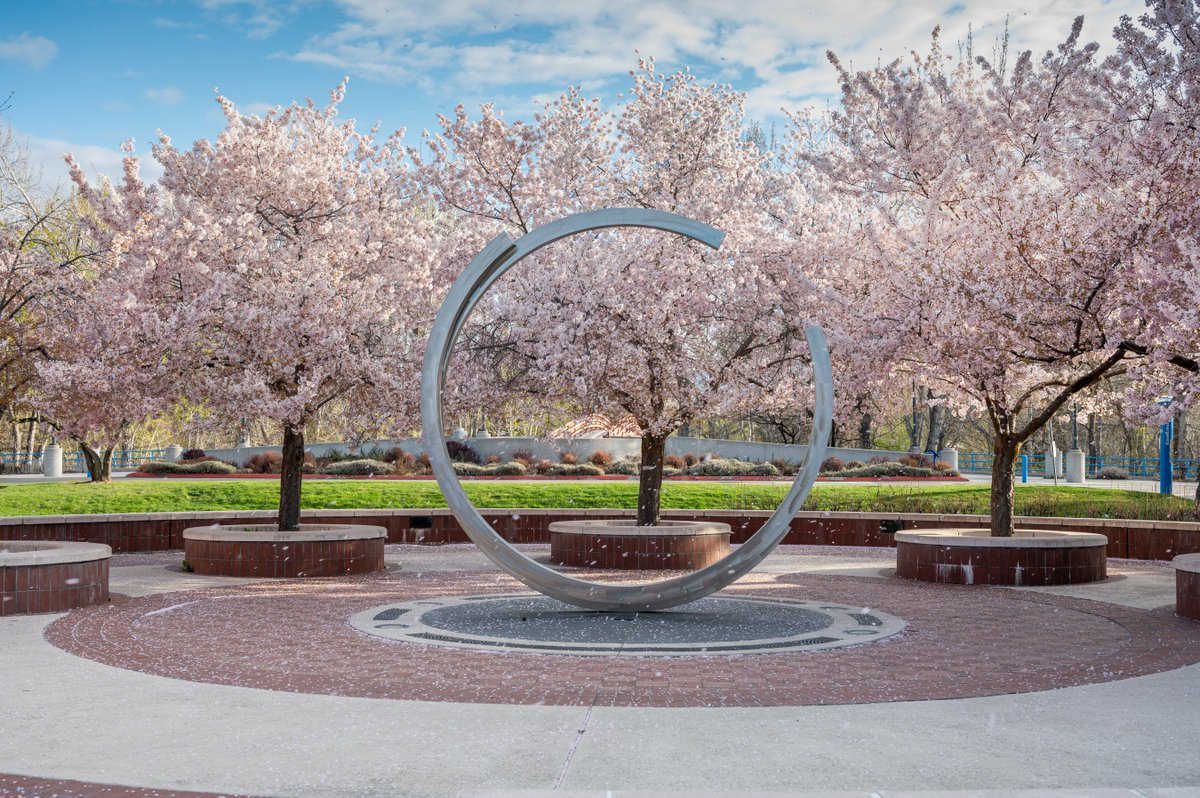 Pink tree blossoms, stainless steel sculpture of an almost circle, brick walkway, blue sky.