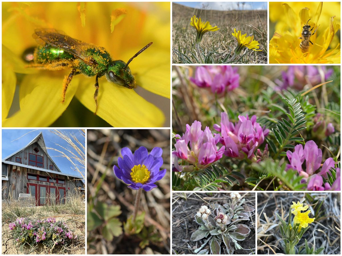 Happy Earth Day! Gjerloff Prairie looked rather festive in celebration this morning after some much-needed rain 💚 We hope you can visit Gjerloff Prairie soon and take in the wonderful sights and sounds of spring! #prairie #EarthDay2022