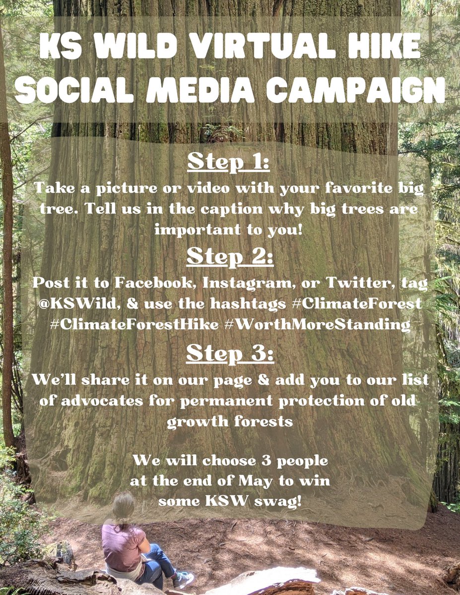 kswild's tweet photo. In celebration of our new Old-Growth campaign launching, we're inviting you to tell us why big trees are important to you! To learn more about the importance of old-growth forests, visit our new site at https://t.co/PFnjTvHviE 🌲 #ClimateForest #WorthMoreStanding #ClimateTree https://t.co/SDUuwWAHMA