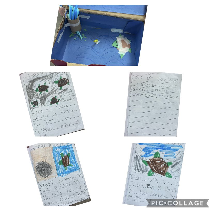 DeborahBurkett2's tweet photo. Did you know there are 7 different species of sea turtles? That is just one interesting fact I learned in this 1st grade, museum style authors showcase! @Mrs_Thompson221 @ClauThomas11 @ReadandWriteBFF @GonzalezM3IC @PineBurrCISD https://t.co/ttRLGJuK78