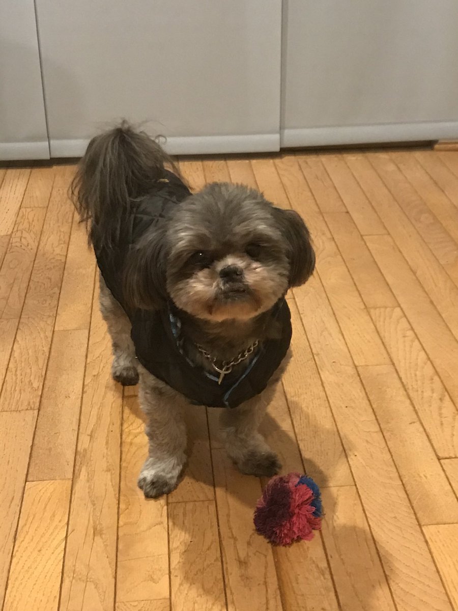 dynosized's tweet photo. @dionnewarwick Here’s my Tucker in his winter jacket. ❤️ https://t.co/3uWdseaLGG