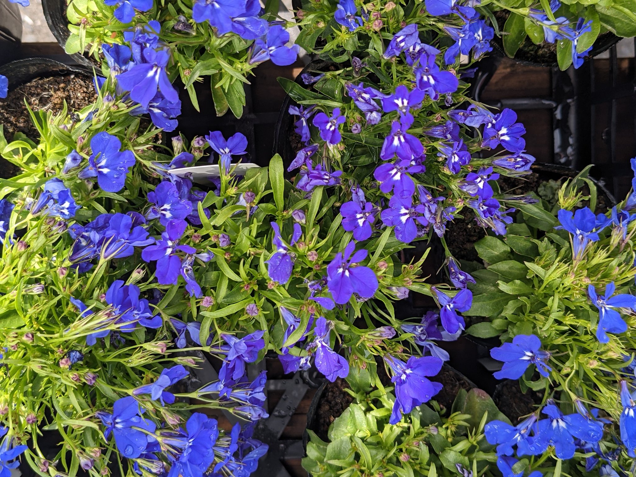 吉野 櫻 ルリミゾカクシ ルリミゾカクシ 花の写真 花の写真が好きな人達の皆さん達と繋がりたい 花が好き 花が好きな人と繋がりたい T Co Xxnm693mv2 Twitter 吉野 櫻 ルリミゾカクシ ルリミゾカクシ 花の写真 花の写真が好きな人達の皆さん達と繋がりたい 花が好き 花が好きな人と繋がりたい T Co Xxnm693mv2 Twitter