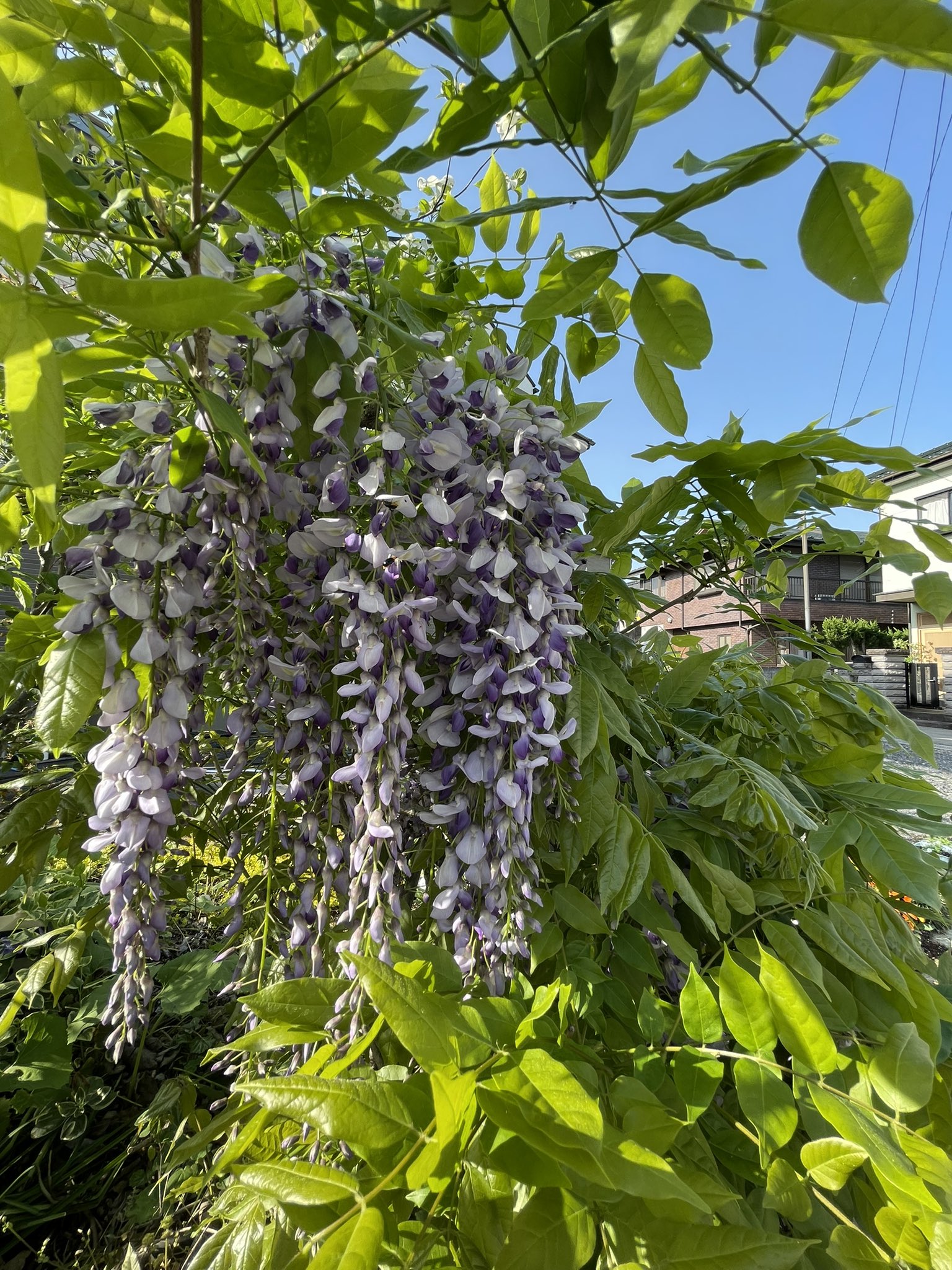 画家 優太 庭の小さな藤が咲いた 黒い虫がいたから調べてみたらハムシの仲間みたい T Co Tjtgfnxdbn Twitter