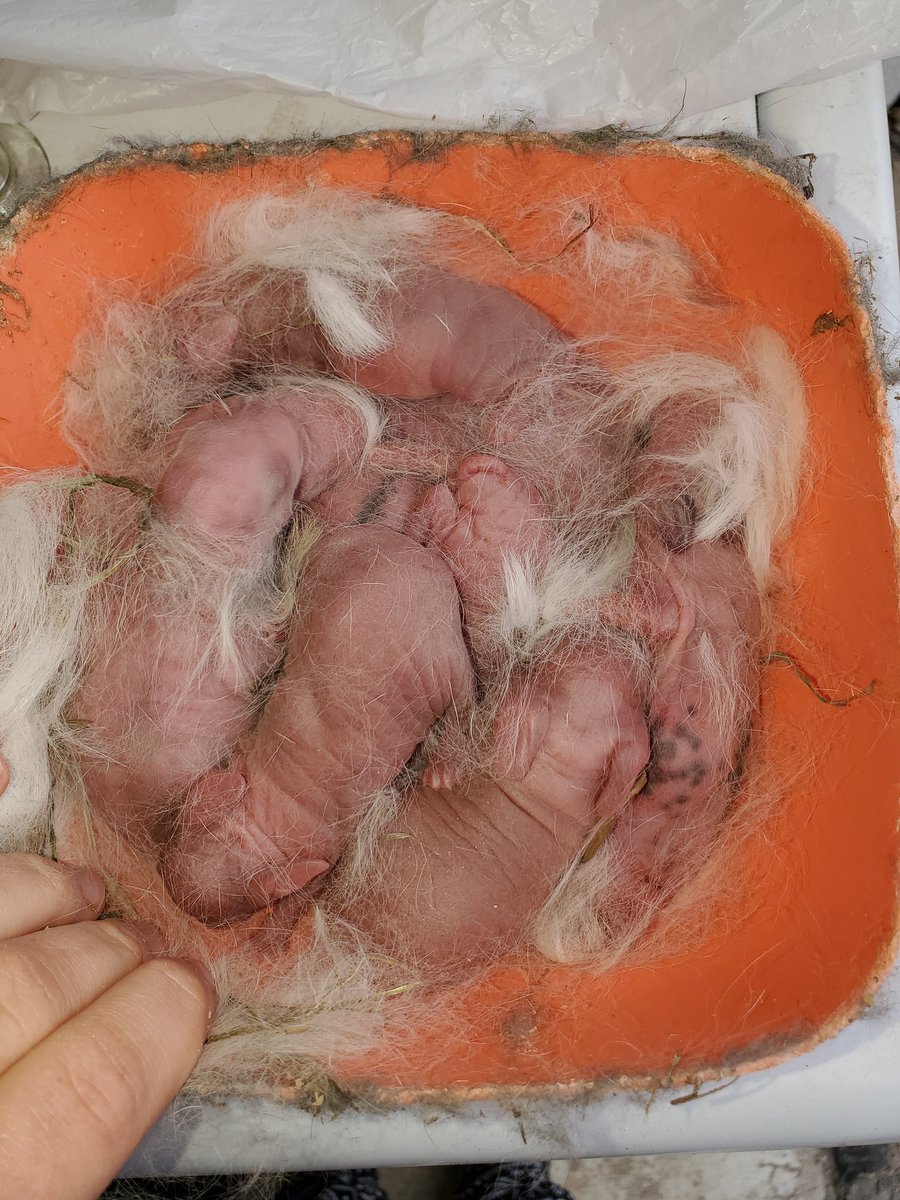 Danielle_Foreva's tweet photo. Babies 😍🥰 

#rexrabbits #babybunnies https://t.co/R0Kxqivtec