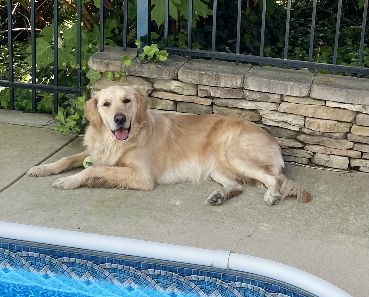 StormTrack9Dave's tweet photo. Beau says Happy Friday!!!! 🐾☀️ #ItsBeauTime #TGIF #Weekend https://t.co/Jzo1RYJwwG