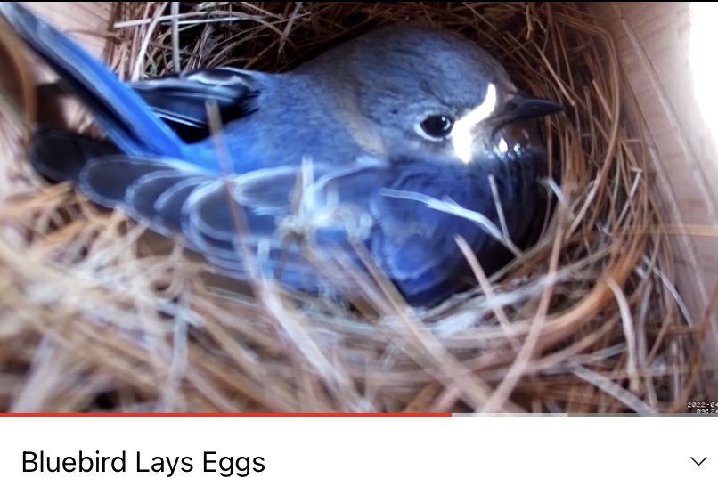 CindyPTruitt's tweet photo. All you #birdwatching folks out there follow along.  Great nest cam footage of Bluebirds. She laid eggs just in time for #EarthDay2022.  Check out footage https://t.co/TkpgH3TJ8D we captured.  

#birdphotography #birds #NaturePhotography #birders https://t.co/eQGKZG8PFT