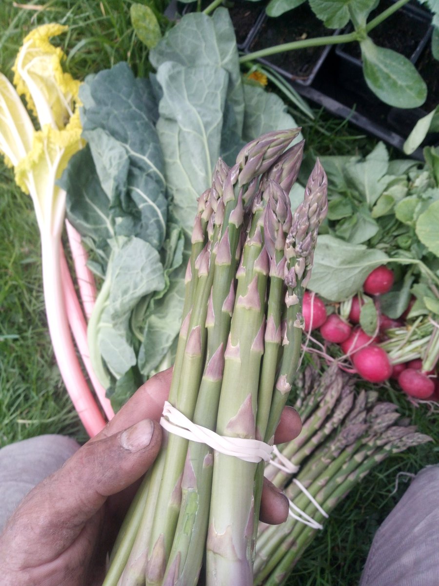What hungry gap?! 

We've got all the veg at tomorrow's market, including ASPARAGUS and Forced Rhubarb. 

Best variety/quantity/quality we've ever had in April. 

See for yourself @THCCentre 12 - 1 30pm.

Thanks. x