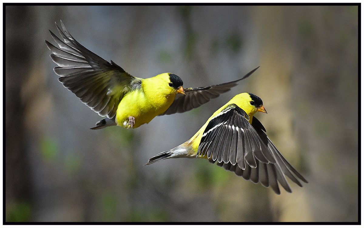 bilbowden's tweet image. Spring has sprinkled gold dust back onto the goldfinches, symbolic of joy, enthusiasm, positivity, and persistence. @PaStateParks #birds