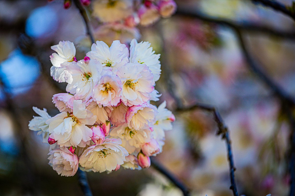 KyonyxPhoto's tweet photo. Série "Dijon - Printemps" Boule de bonheur
Une boule de bonheur dans une bulle dijonnaise qui nous transporte au pays du soleil levant.
#DijonPrintemps #jardinjaponais #sakura #printemps #dijon #justdijon #dijonmaville #lacotedorjadore #enbourgognefranchecomte #SortezChezVous https://t.co/LLFe5XENCQ