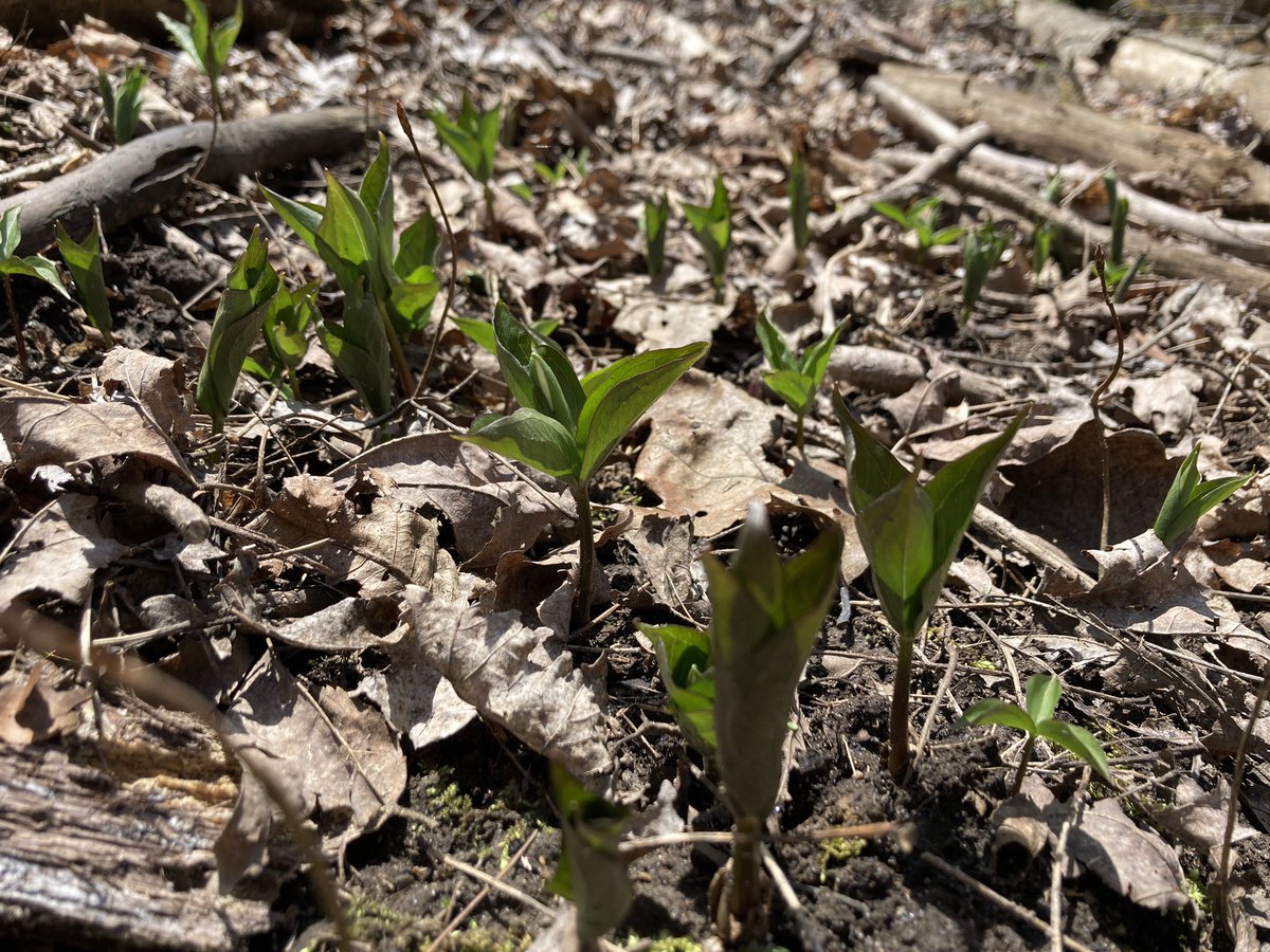 Swan Lake Outdoor Ed tweet media