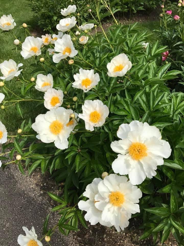 igniterockford's tweet photo. Happy Earth Day! 🌎🦋🌷

We are so grateful for the beautiful places in our region. Enjoy these photos to brighten up your rainy day! https://t.co/FXF1dQ7I2Q