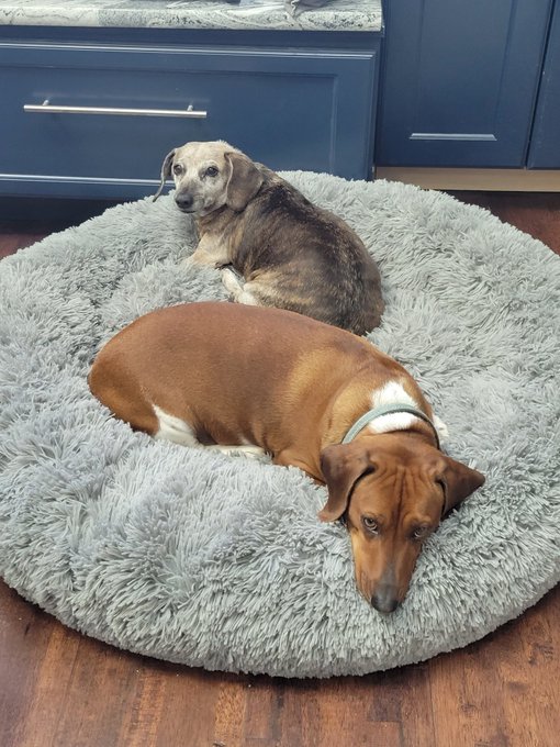 Relaxing with the pups before we go outside and finish the yard work https://t.co/JUyJbdeAj9