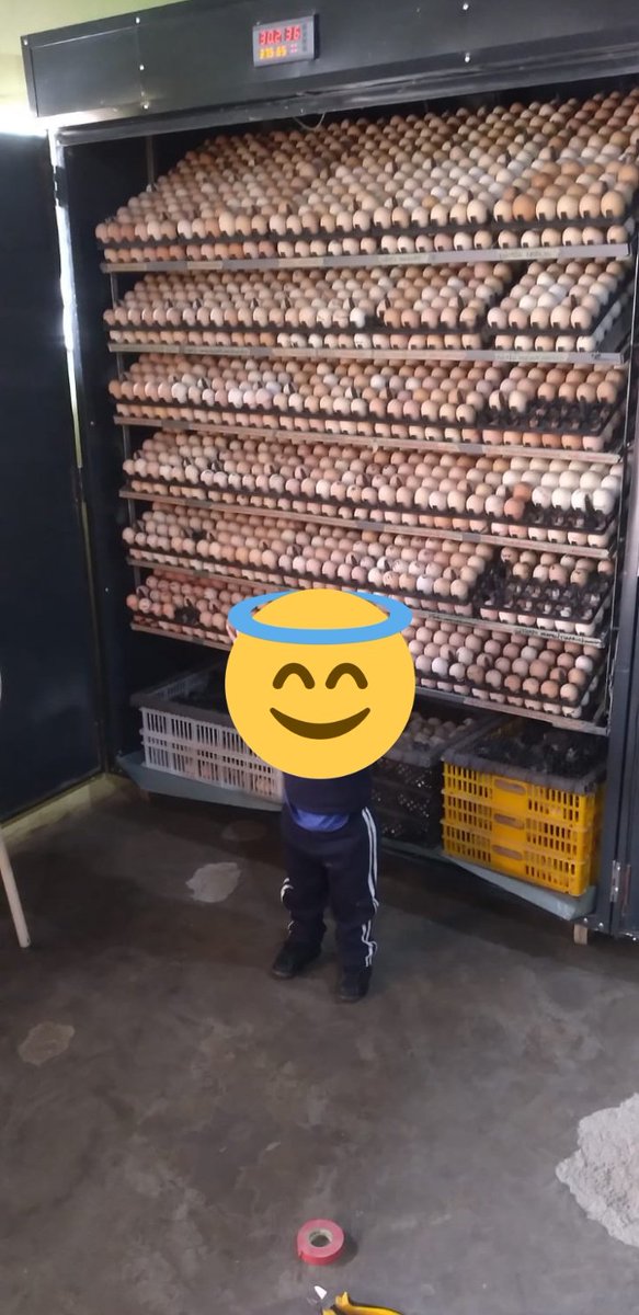 EmasonRyan's tweet photo. A few weeks ago a friend who makes poultry egg incubators asked me if I could develop a system that automatically switches to gas heating when electricity goes for his for his machines. He uses a gas backup system to keep the machines running when there's loadshedding https://t.co/0AGORTFeUC