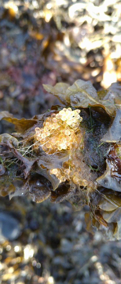 It's #EarthDay2022 so thought would share some fish eggs on #climavore intertidal test farm structure. Only eggs we found & it's on our wild seeded #Fucus & #Porphyra #seaweed #seashore where land meets the sea