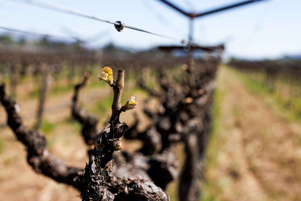 Happy Earth Day! Earth day reminds us what we're here for - to farm our lands respectfully and mindfully, and give back to nature for her generosity to us.⁠ Nothing captures this better than the sight of our fresh green buds breaking free of their winter hibernation. #budbreak