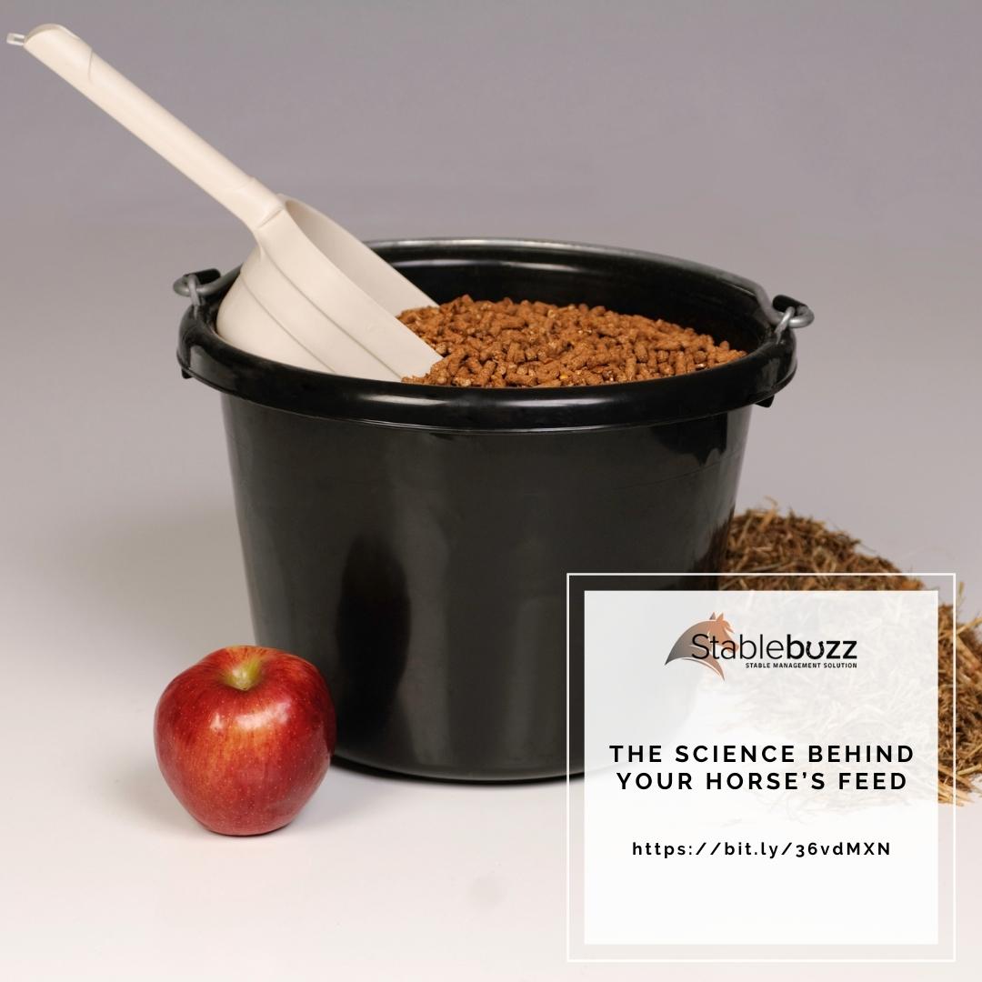 stablebuzz's tweet image. Advances in equine nutrition have become more targeted, allowing riders to address their horse’s specific needs to maximize performance.

Visit the informative article here - bit.ly/36vdMXN

#horses #horsefeed #feedinghorses #equinenutrition #horsenutrition