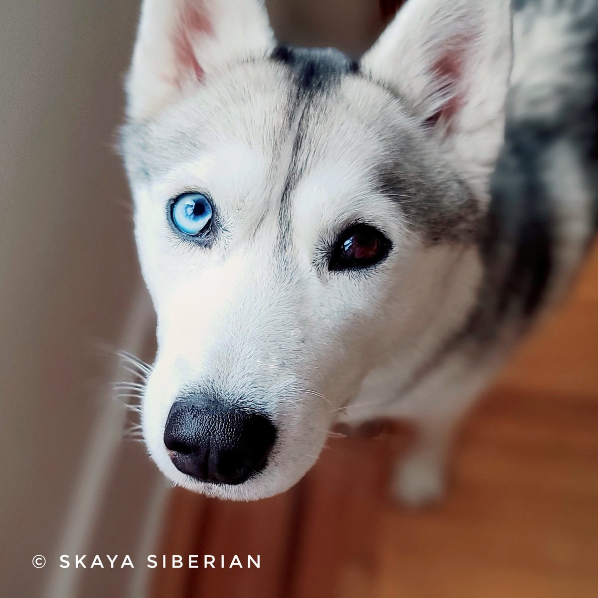 Skaya Siberian tweet media